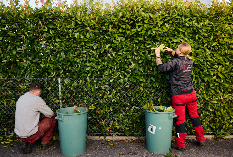 Zwei Mitarbeiterinnen arbeiten an Hecke