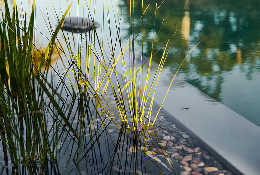 Pflanze in Pool