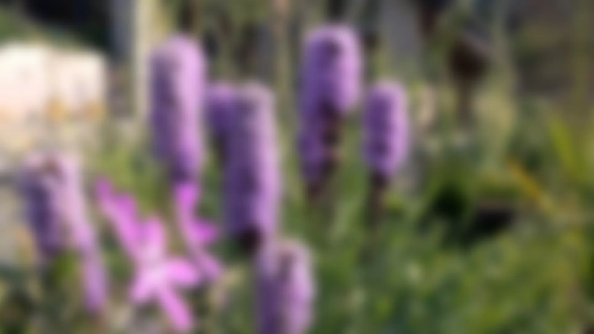 Violette Blumen im Hintergrund