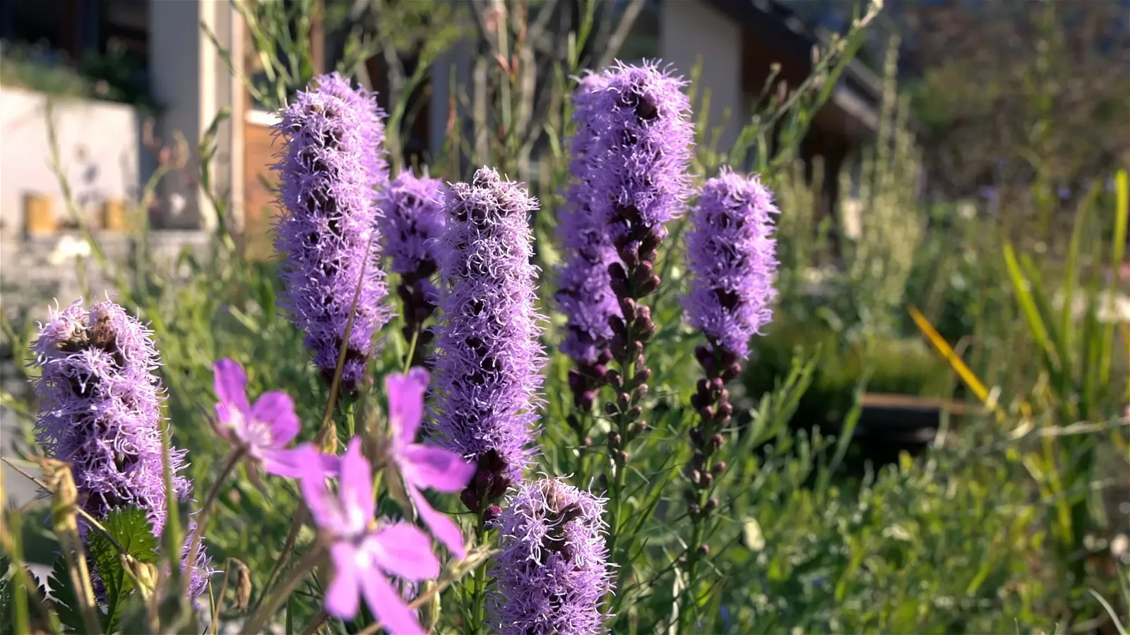 Violette Blumen im Hintergrund