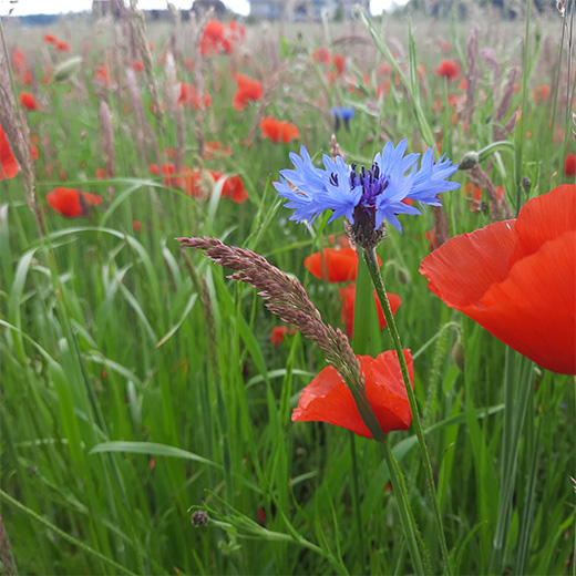 Die Vorzüge einer Blumenwiese 