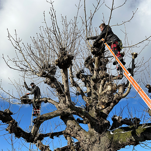 Baumpflege – wichtig für Gesundheit und Sicherheit